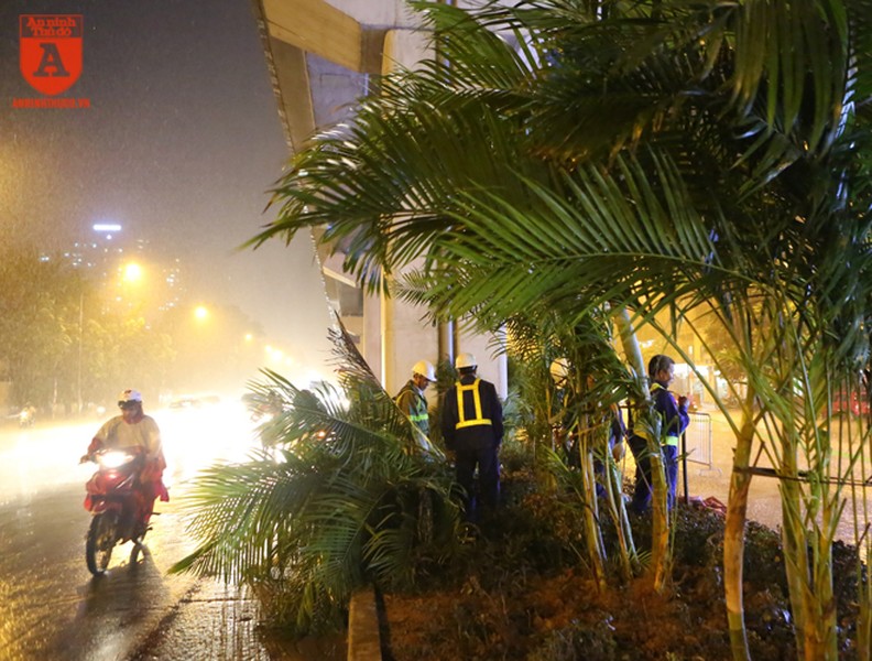 Công nhân đội mưa trong đêm trồng cây phủ xanh dải phân cách
